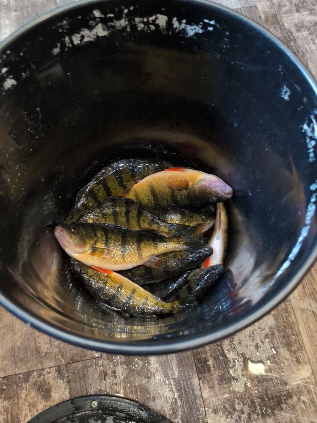 A bucket of perch